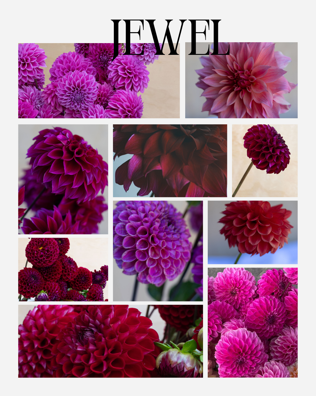 The Jewel Collection (10 x dahlia tubers)