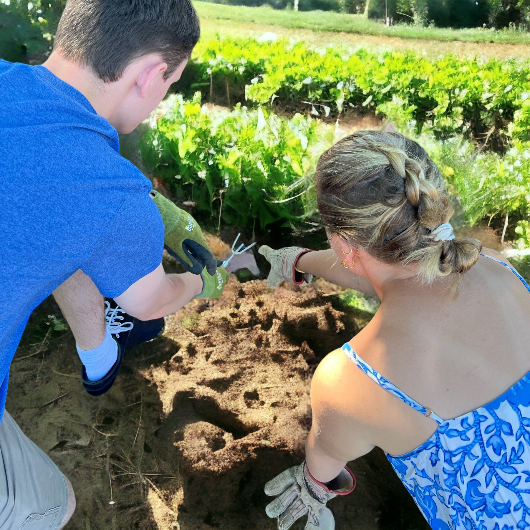 Two people wearing gardening gloves dig soil beside a row of leafy vegetable plants in a garden.