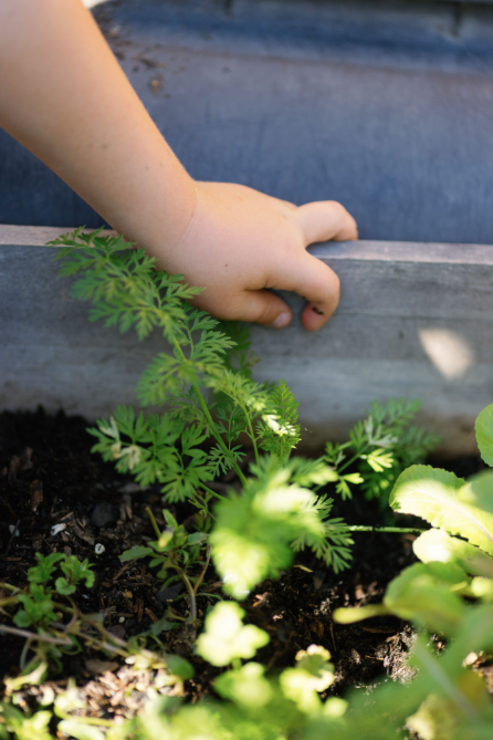 Toddler Gardening
