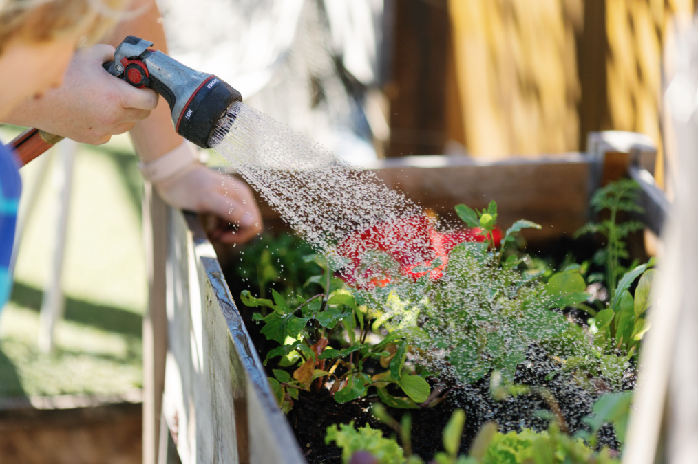 Child watering plants in a wooden planter box with a garden hose spray nozzle
