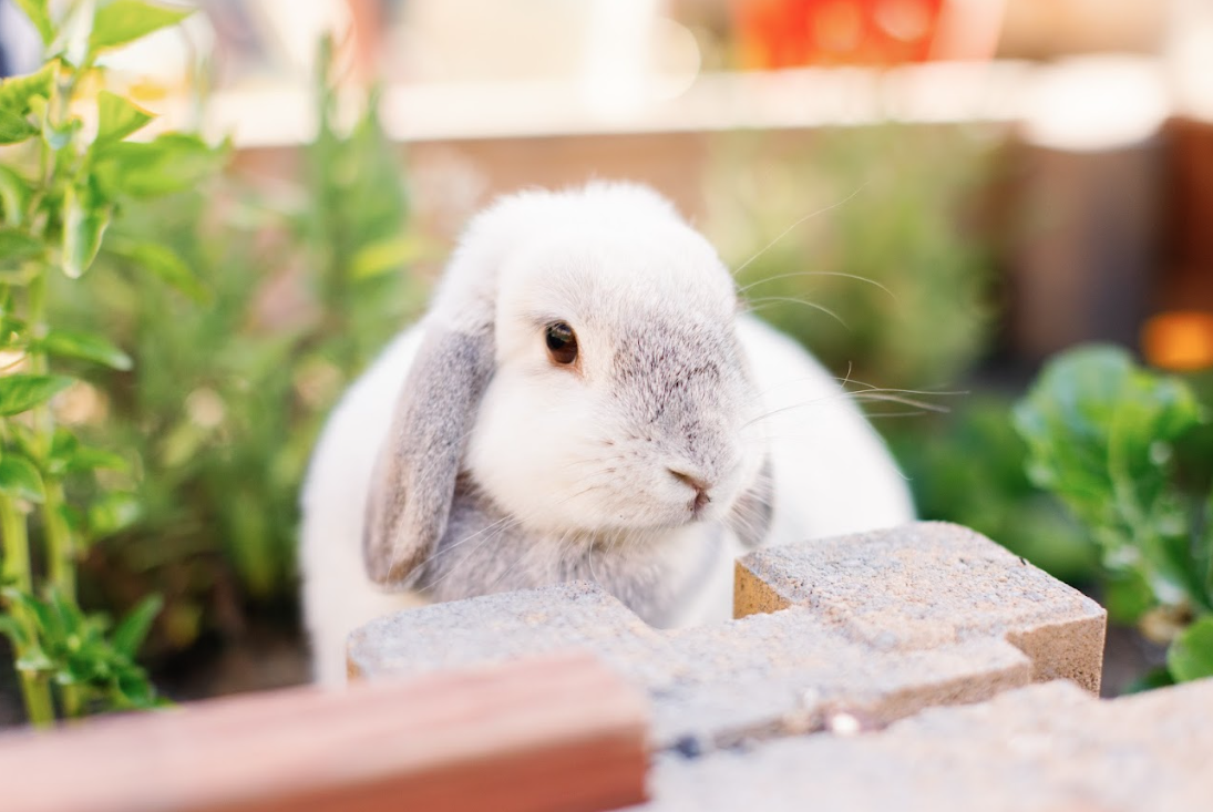 A white and gray lop-eared rabbit in a garden next to a brick wall.