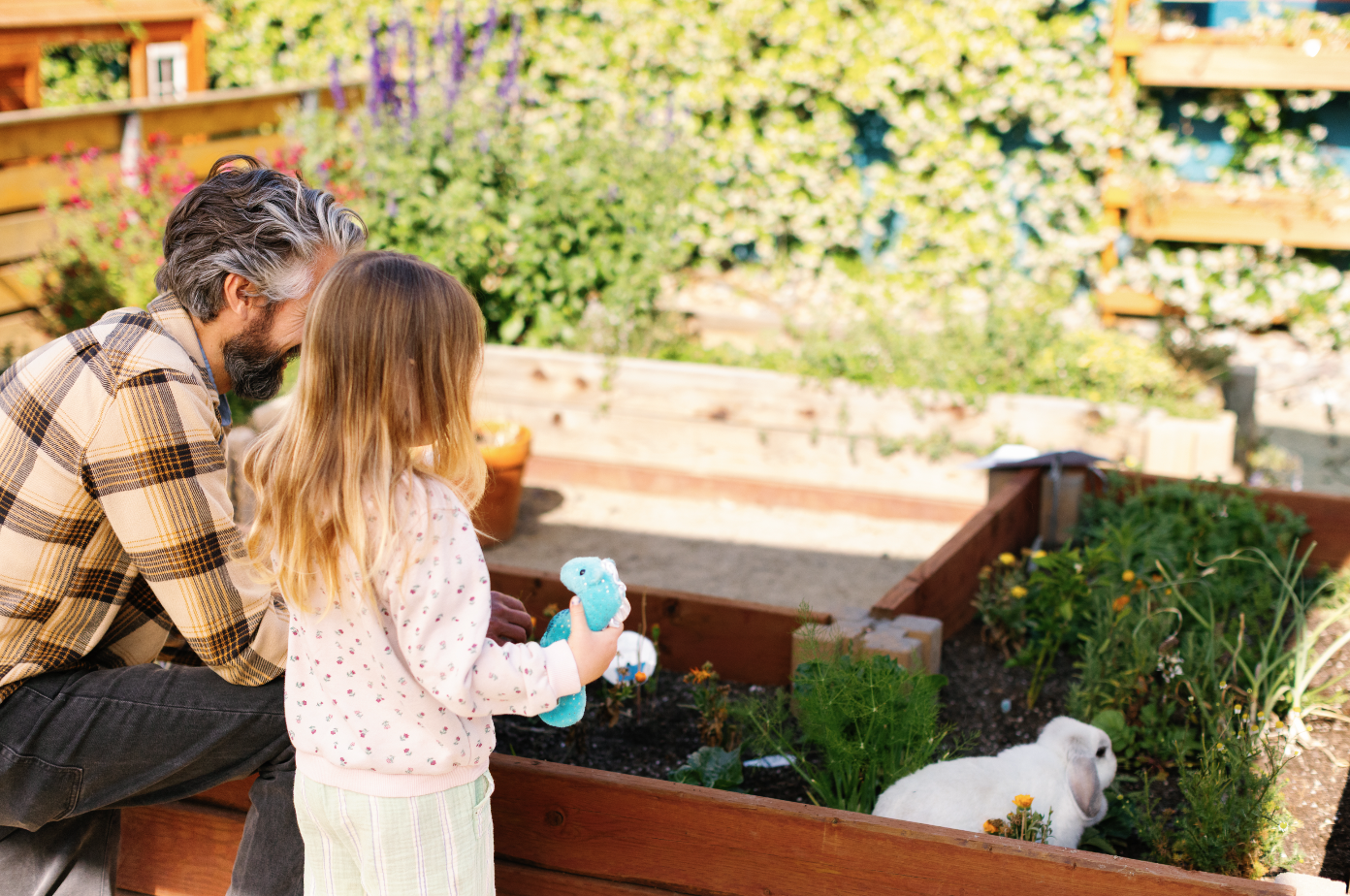 A man and a young girl are looking at a rabbit in a garden bed with blooming plants at a preschool. The girl is holding a blue stuffed animal. The rabbit is white with gray spots. In the background, there are lush green plants and wooden planters.