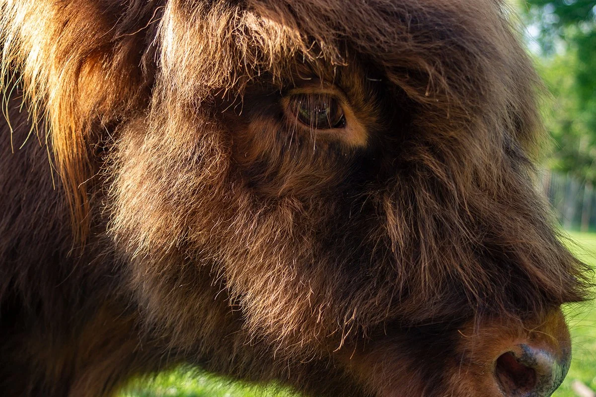 Highland cow lashes