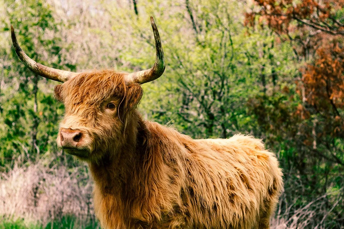 Highland cow