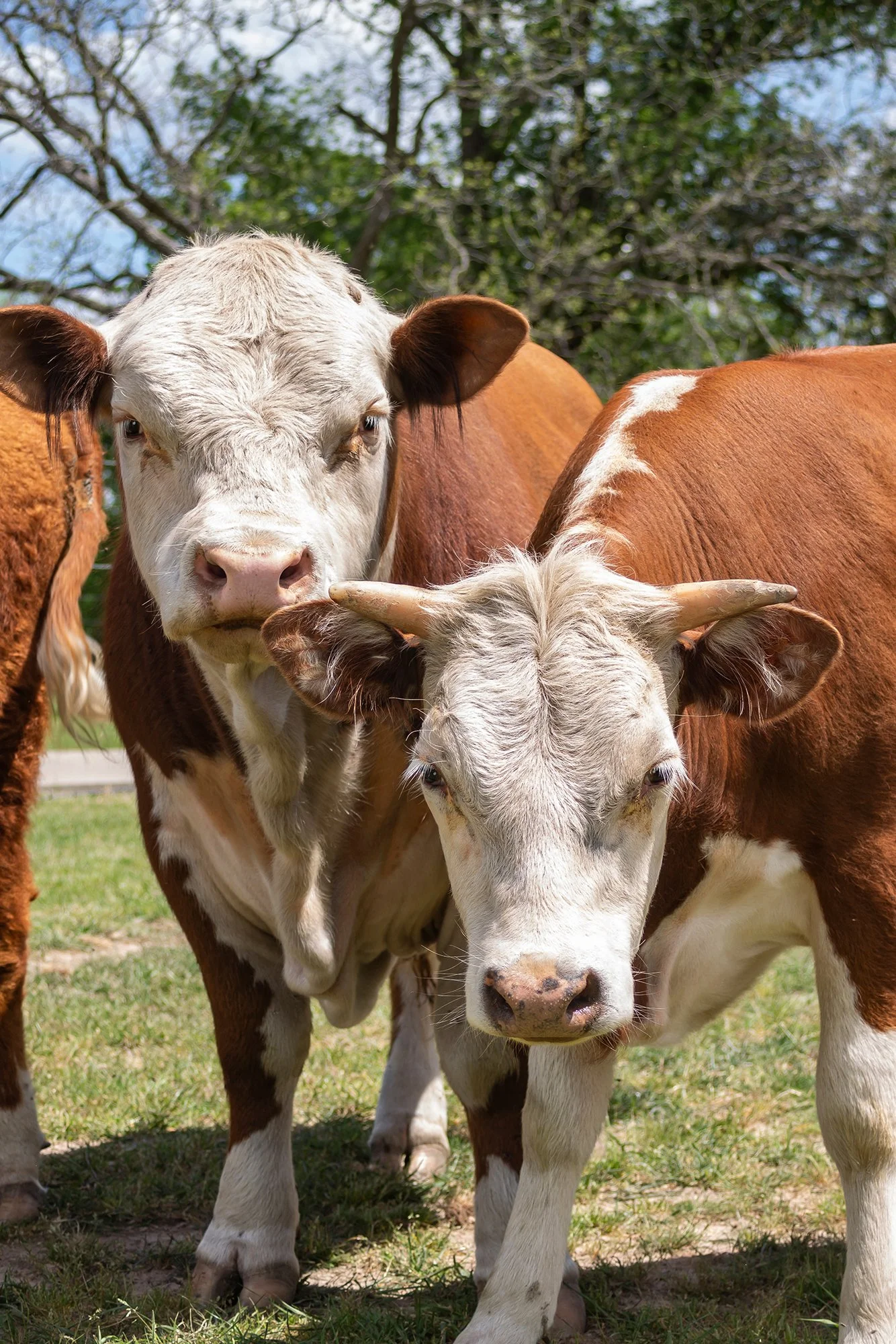 Heifer and Bull pair