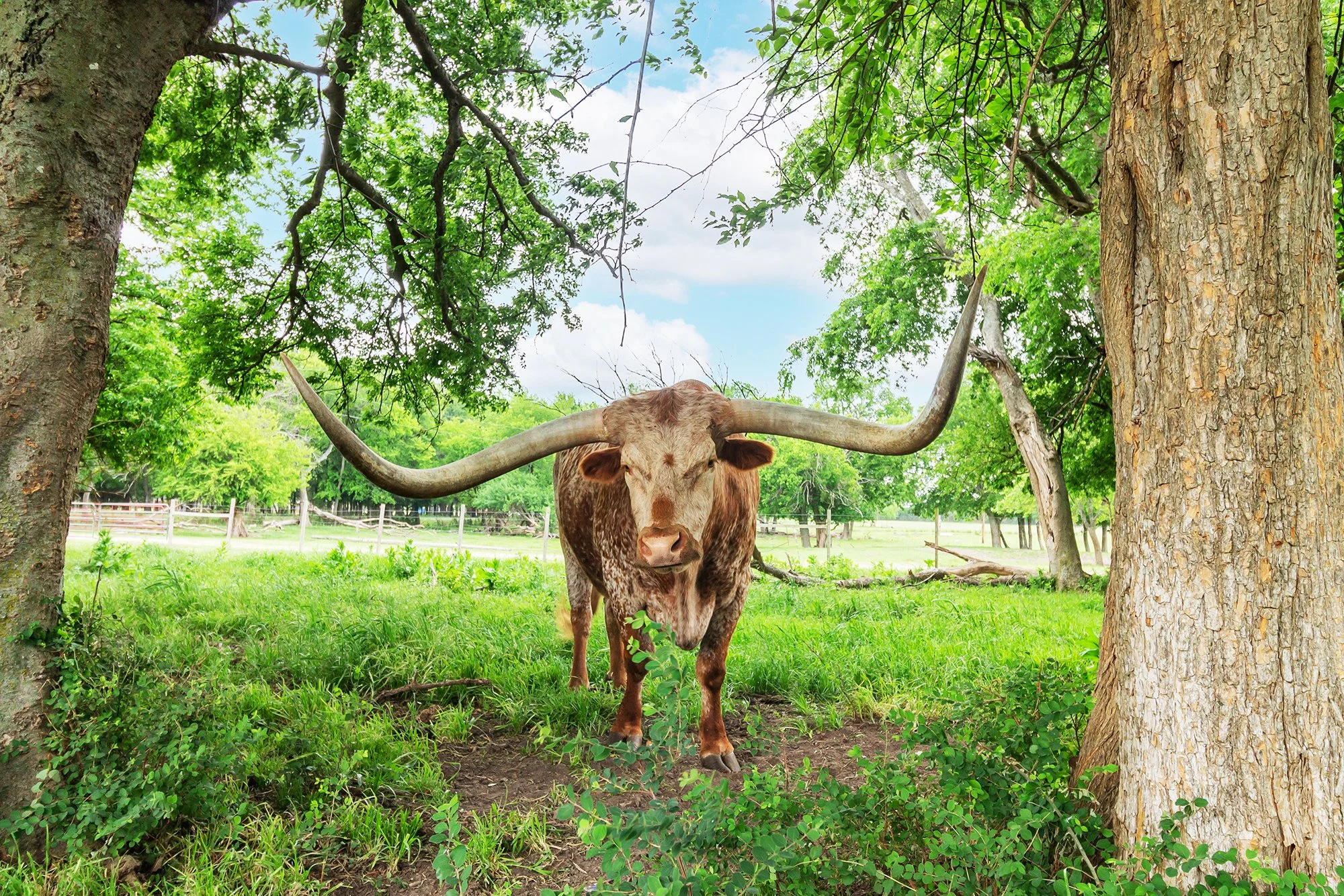 Texas Longhorn