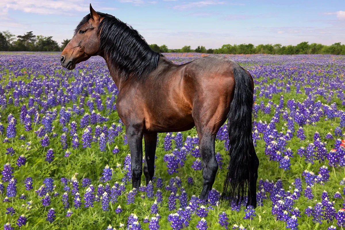 CMartin_Farm Animals_25.jpg