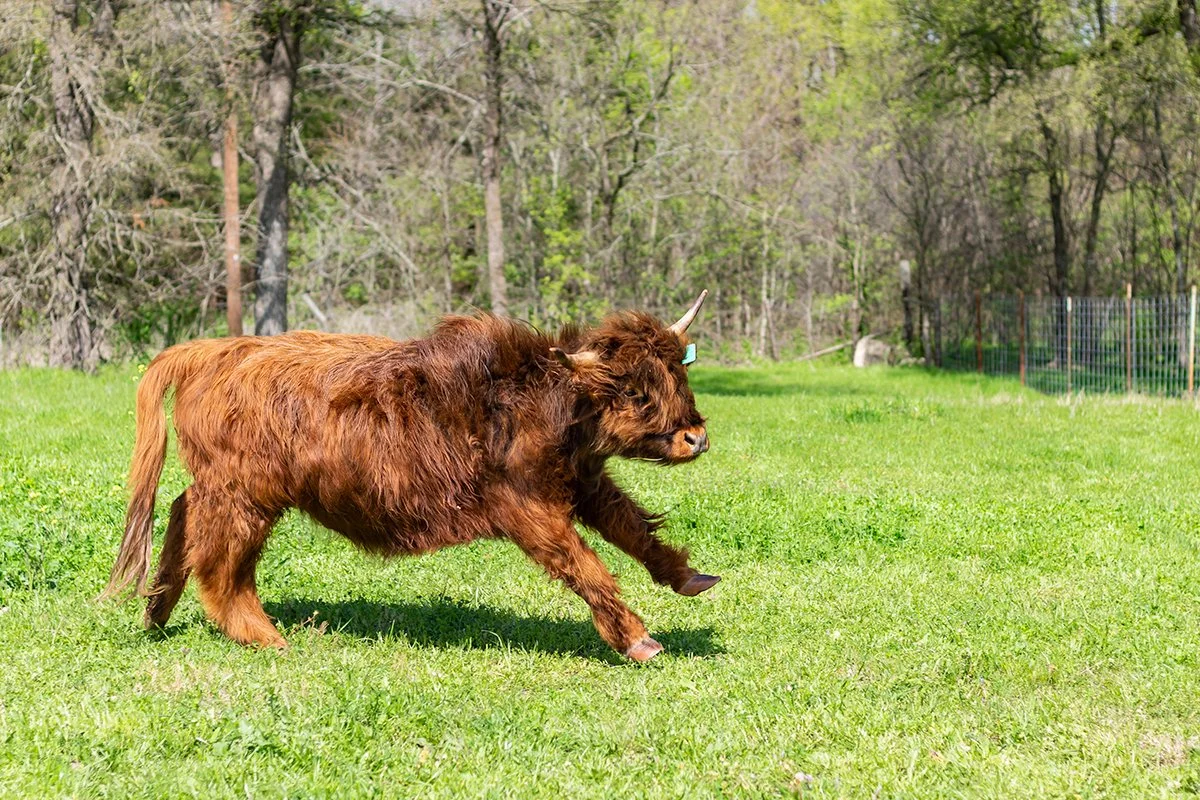 highland cow playing