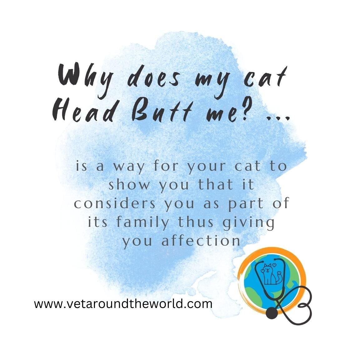 Why does my cat head butt me?! 
A question many cat owners want answered! 
Head butting or rubbing against you is a way of transferring their scent, called pheromones, showing that your cat considers you as part of its family, thus giving you affecti