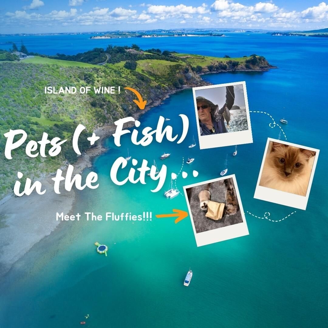 Meet the Fluffies!  and join in on our Auckland City adventure to a Waiheke Island fishing spot!  Our latest You Tube Episode is now live - link in Bio!

Join us and get to know Bailey the Scottish Collie, Asher the Birman, and Sapphire, the Norwegia