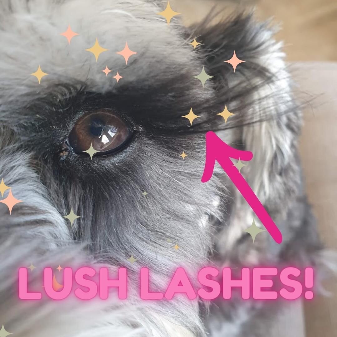 Bella the Miniature Schnauzer has the most *Lush* Eyelashes!! It should be illegal for dogs to have lashes like that haha!
#miniatureschnauzer #schnauzer #lovealldogs #vetaroundtheworld #lashlove #lashartist #eyelashextensions #eyelashes #lashes #bro