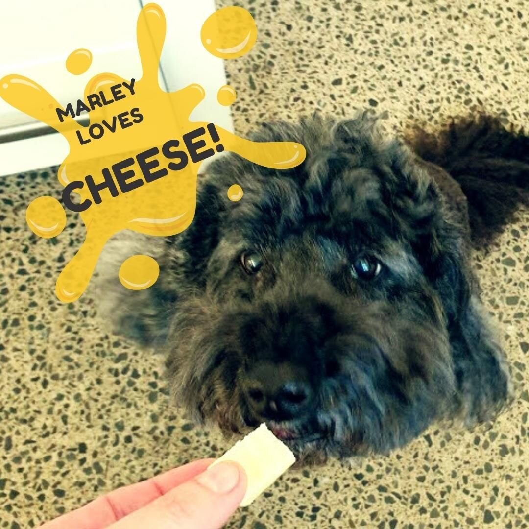 Marley the Spoodle just loves his cheese. He can hear the fridge door opening from 100 paces d comes running! Isn't he just so cute?!
What is your dog's favorite treat??
.
#spoodle #marleyandme #marley #vetaroundtheworld #doodlesofinstagram #dailydog