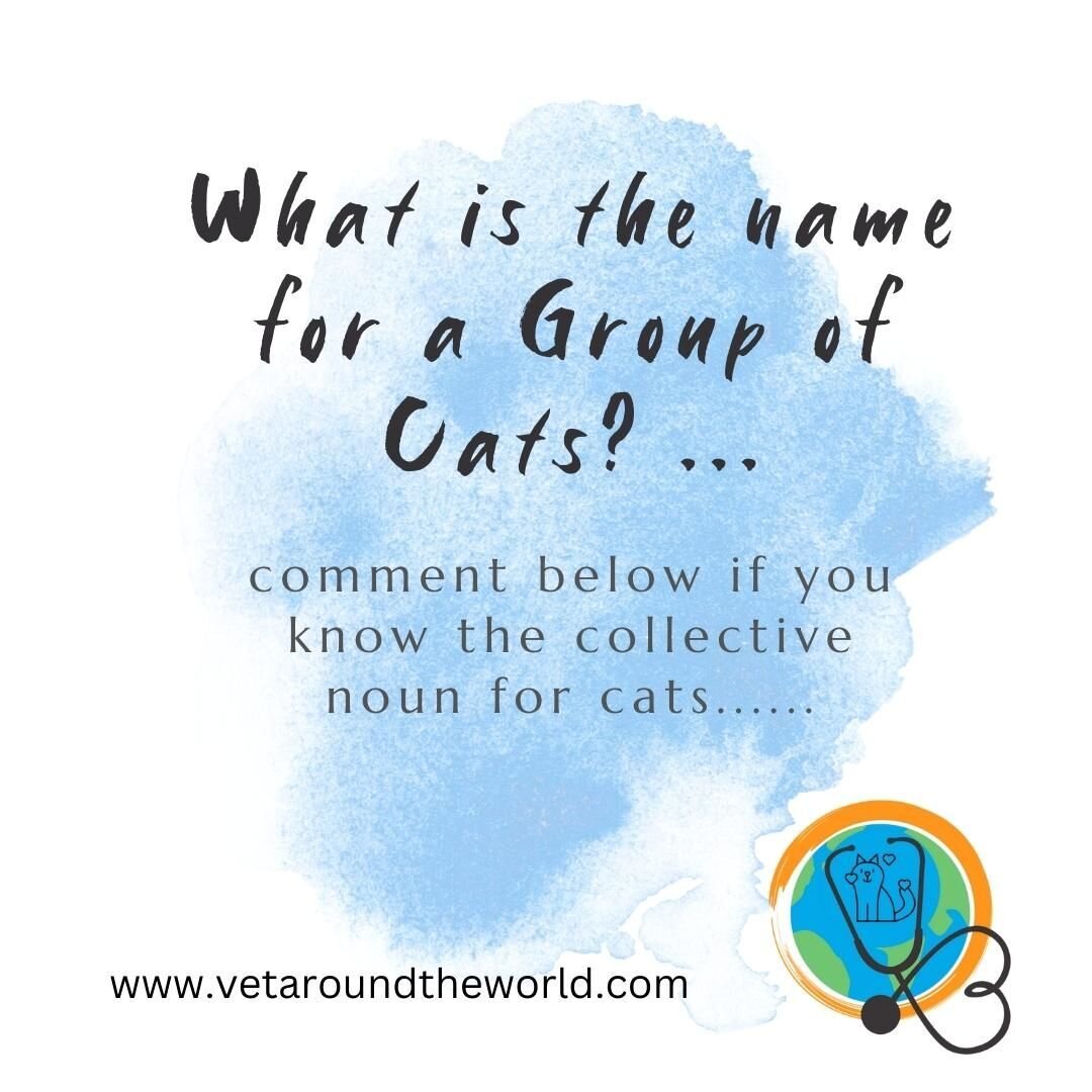 A collective noun is a noun that refers to a group of people, animals, or things, for example, a group of cows is called a &quot;Herd&quot;, a group of bees is called a &quot;Swarm&quot;, and a group of owls is a &quot;Parliament&quot;.
.
So what is 