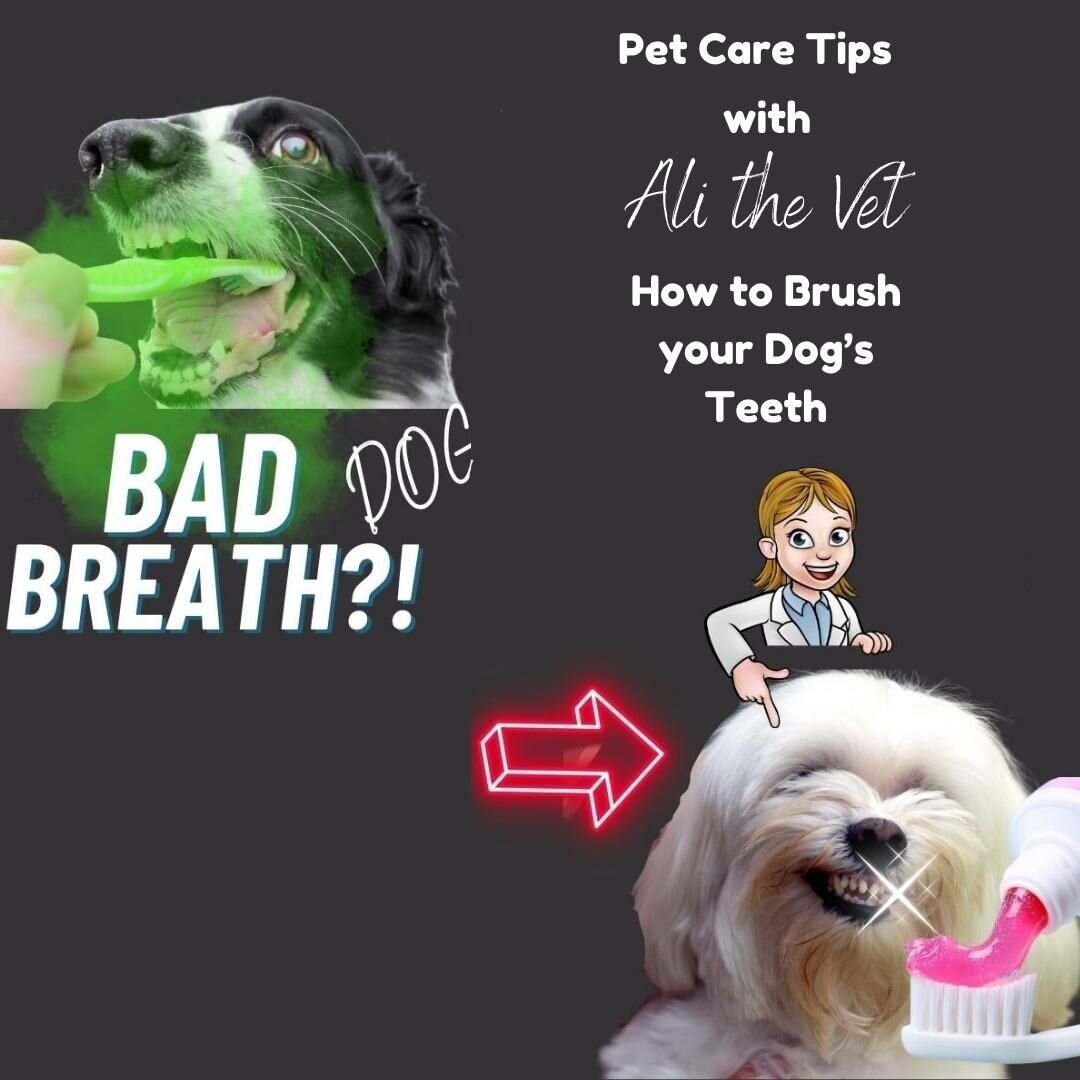 Ever wondered how to brush your dog's teeth at home? Or what dog toothbrush to get? Or which is the best dog toothpaste?

The first episode of Pet Care Tips with Ali the Vet is now live on You Tube, where Dr. Alison shows you how easy it is to look a
