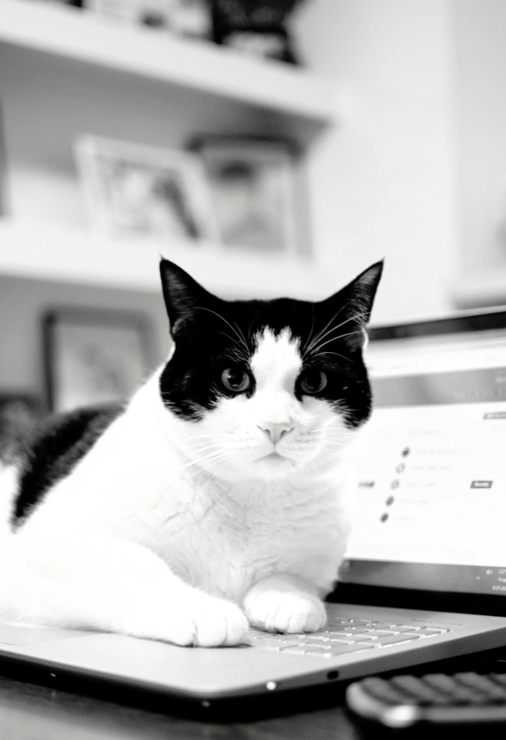 digital-nomad-cat-looking-for-love
