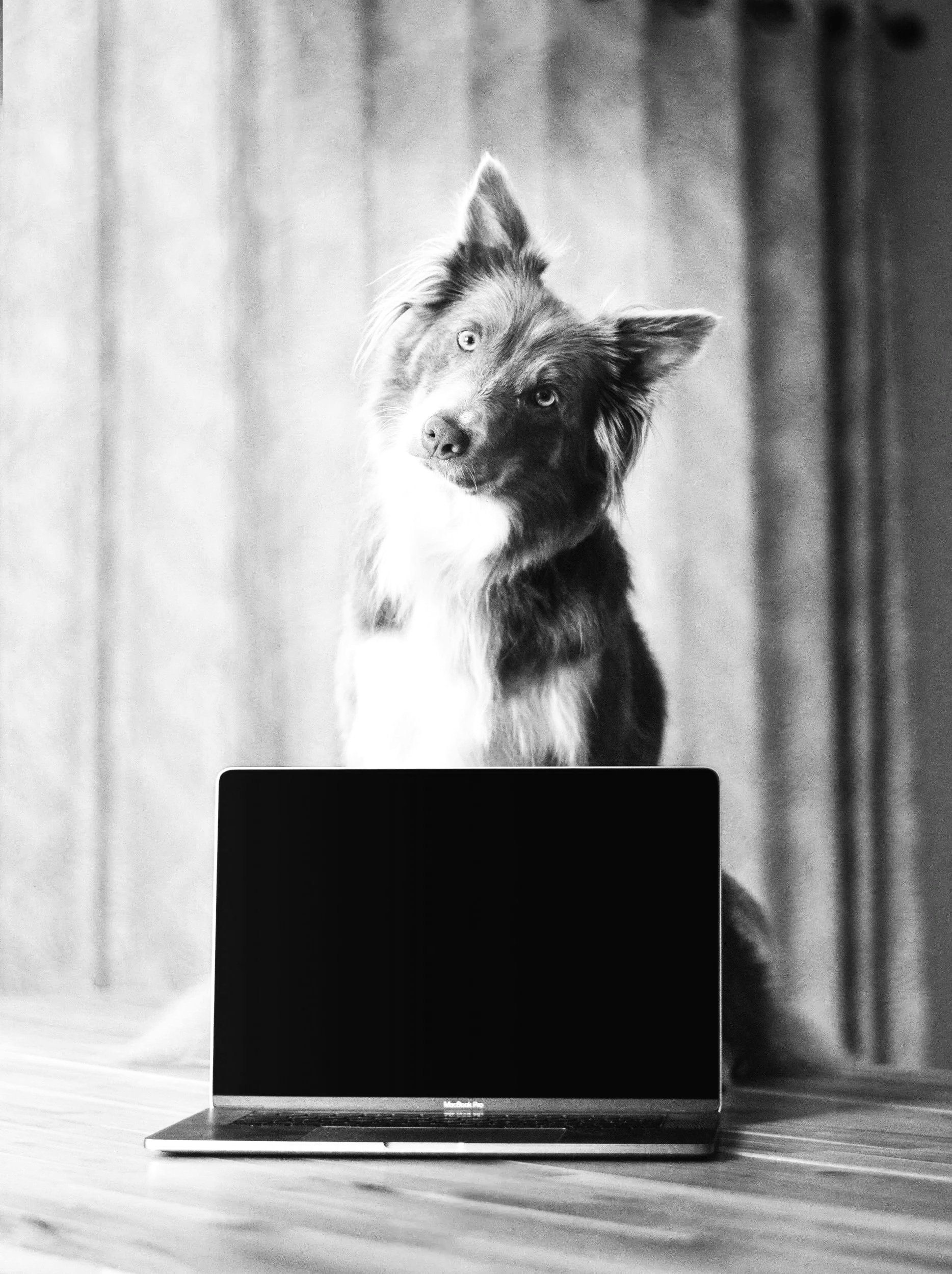 digital-nomad-dog-looking-for-love