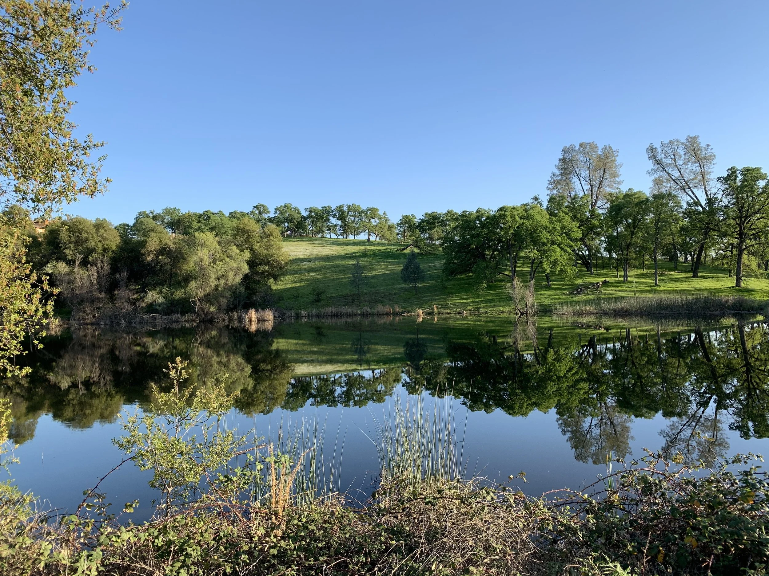 A peaceful lake surrounded by green trees and grass, with clear blue sky reflected on the water.