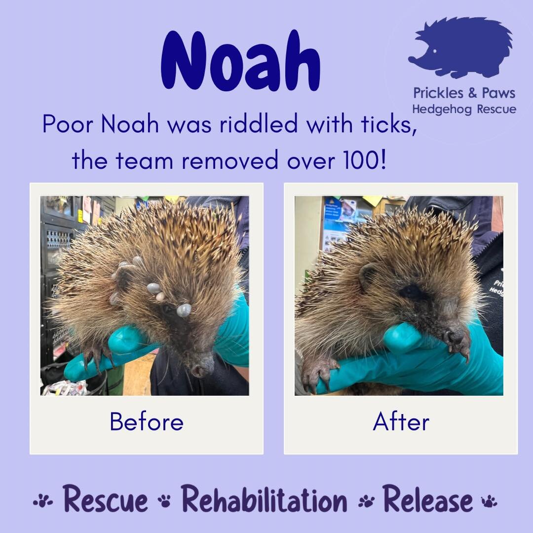 It&rsquo;s been a busy week of admissions, Noah here is our 111th this year! 

Noah is an older hog but is in fairly good condition despite the high tick burden. We have removed over 100 ticks, so he should be feeling much more comfortable now 🤞 A f