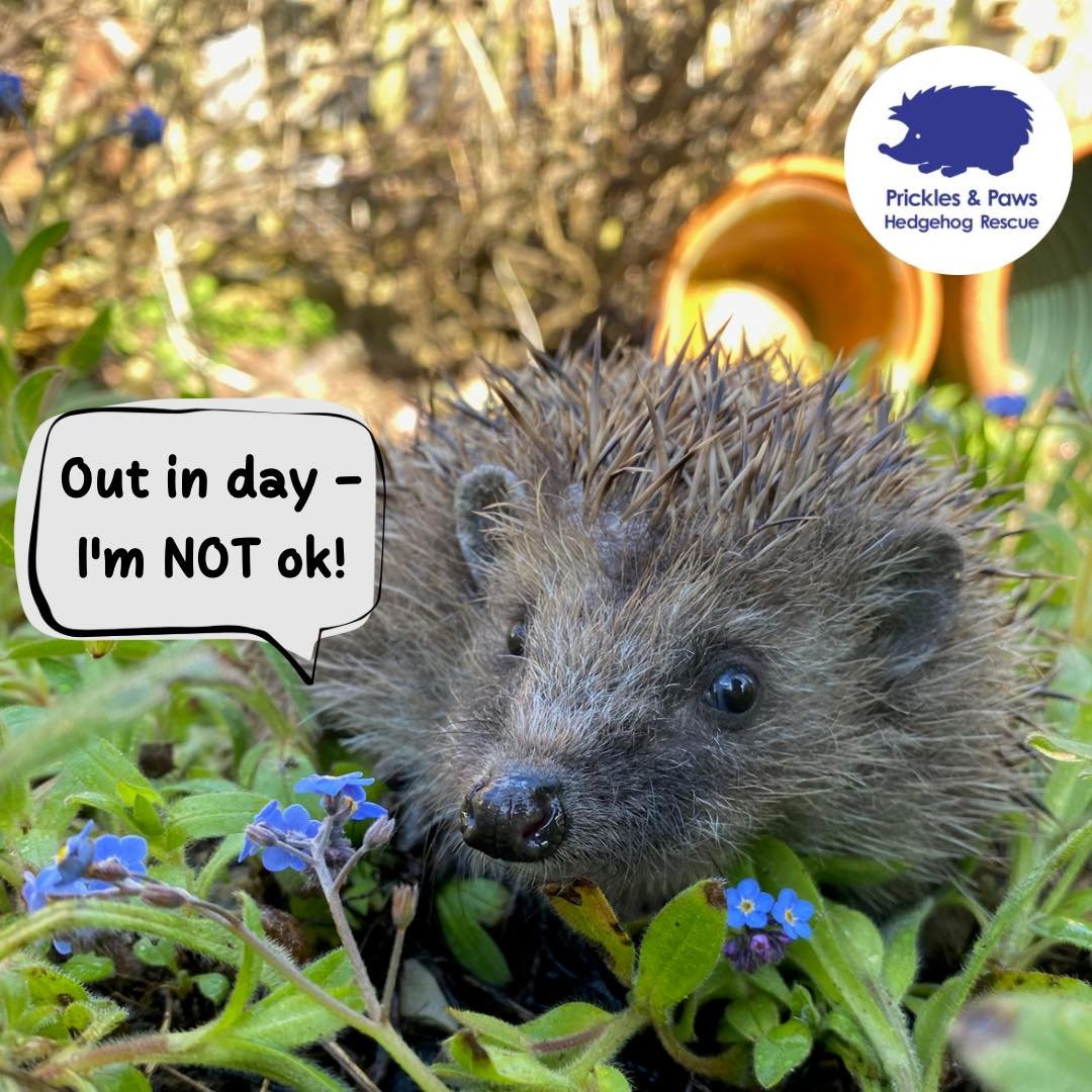 ☀️ OUT IN DAY = NOT OK 🦔🐾

As a nocturnal animal any daytime activity is usually a cause for a concern and a sign that something is wrong. As a prey animal they often will not show just how unwell they truly are. Even if they &lsquo;look bright&rsq