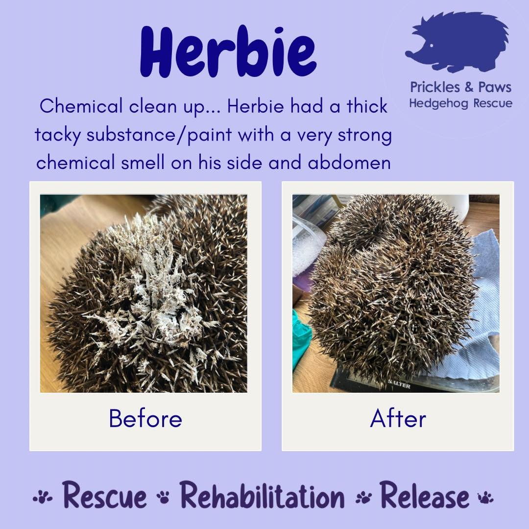 ⚠️Be a part of the solution, not part of the pollution⚠️

Herbie came to us a few days ago having been found covered in some sort of thick paint/filler which was tacky and had a very strong chemical smell. After consulting with our vet and friendly l