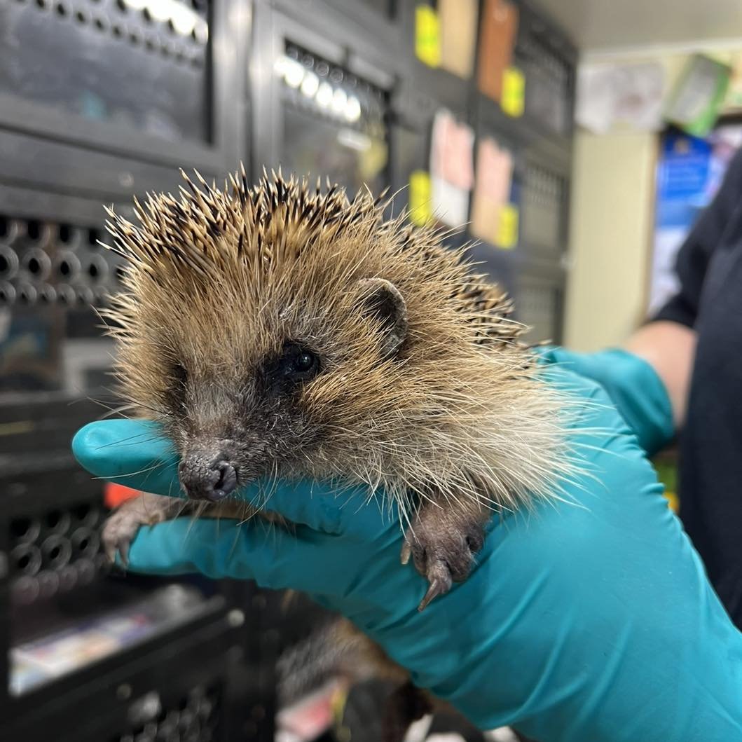 Back to the wild they go 🐾 🐾 

It&rsquo;s been a very busy week at the rescue with lots of releases, 12 in total! Below is Noah, Edgar, Bartholomew and Herbie. It&rsquo;s great to see them back to full strength and heading back to the wild ready fo