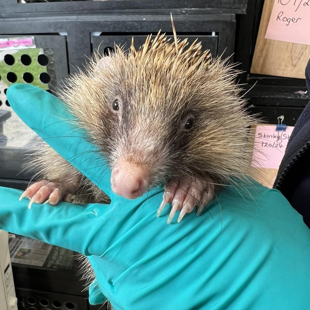 Introducing Wilfred, affectionately referred to as Womble by the team. His unusual pigmentation (leucism) is very striking! Sadly he was found out during the daytime and has a large area of cut prickles over a shoulder and severe abrasions on his und