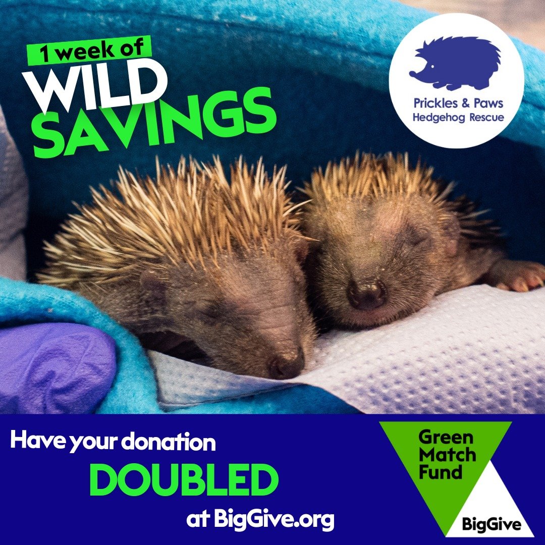 💚The big give is now live: match funding available for 1 week💚

Hoglet season is fast approaching and we are preparing for what is likely to be our busiest yet! Hoglet rearing is very complex and takes up a lot of time as well as resources. Last ye