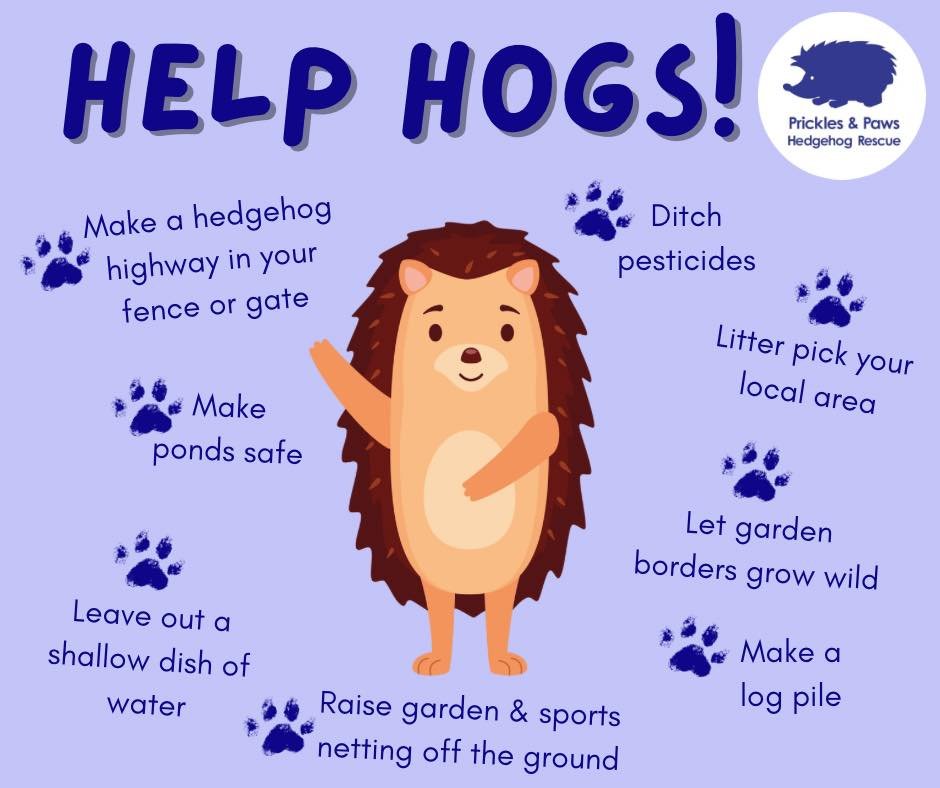 Help Hedgehogs this spring 🦔🐾

There is so much you can do in your garden and local area to help hedgehogs! Check out our website for more information on nest boxes and feeding advice: https://www.pricklesandpaws.org/helping-your-hogs

Let us know 