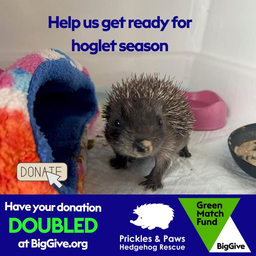 💚 MATCH FUNDING for our hoglets 💚🦔🐾

The Big Give has just 3 days remaining! Every donation is doubled and will go a long way to helping us through the busy hoglet season ahead. Last year we admitted just short of 300 hoglets and over 50 of these