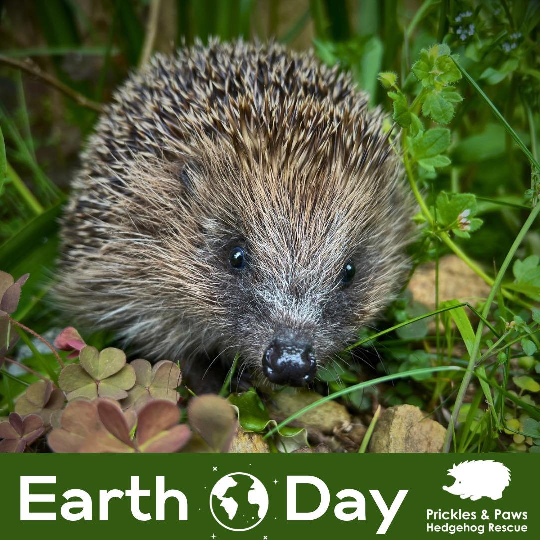 🌎 Happy Earth Day 🌎

&ldquo;Britain is one of the most nature depleted countries in the world. Never has there been a more important time to invest in our wildlife.&rdquo;
David Attenborough 

Hedgehogs are classified as VULNERABLE TO EXTINCTION, w