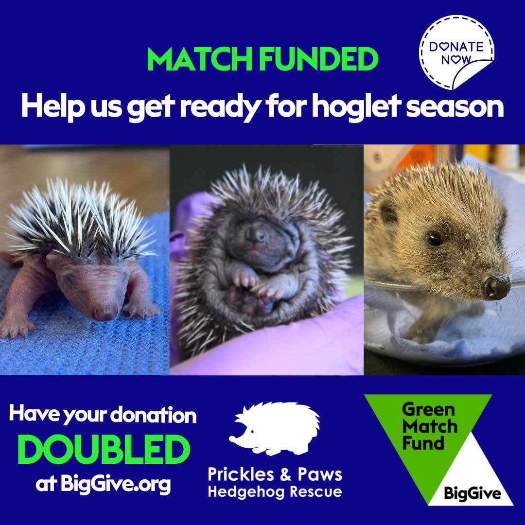 ⏰ LAST CHANCE 💸

Our match funding from The Big Give closes tomorrow at noon! Every donation is doubled and will go a long way to helping us through the busy hoglet season ahead. 

https://donate.biggive.org/campaign/a056900002SEVXBAA5

#wildlifereh