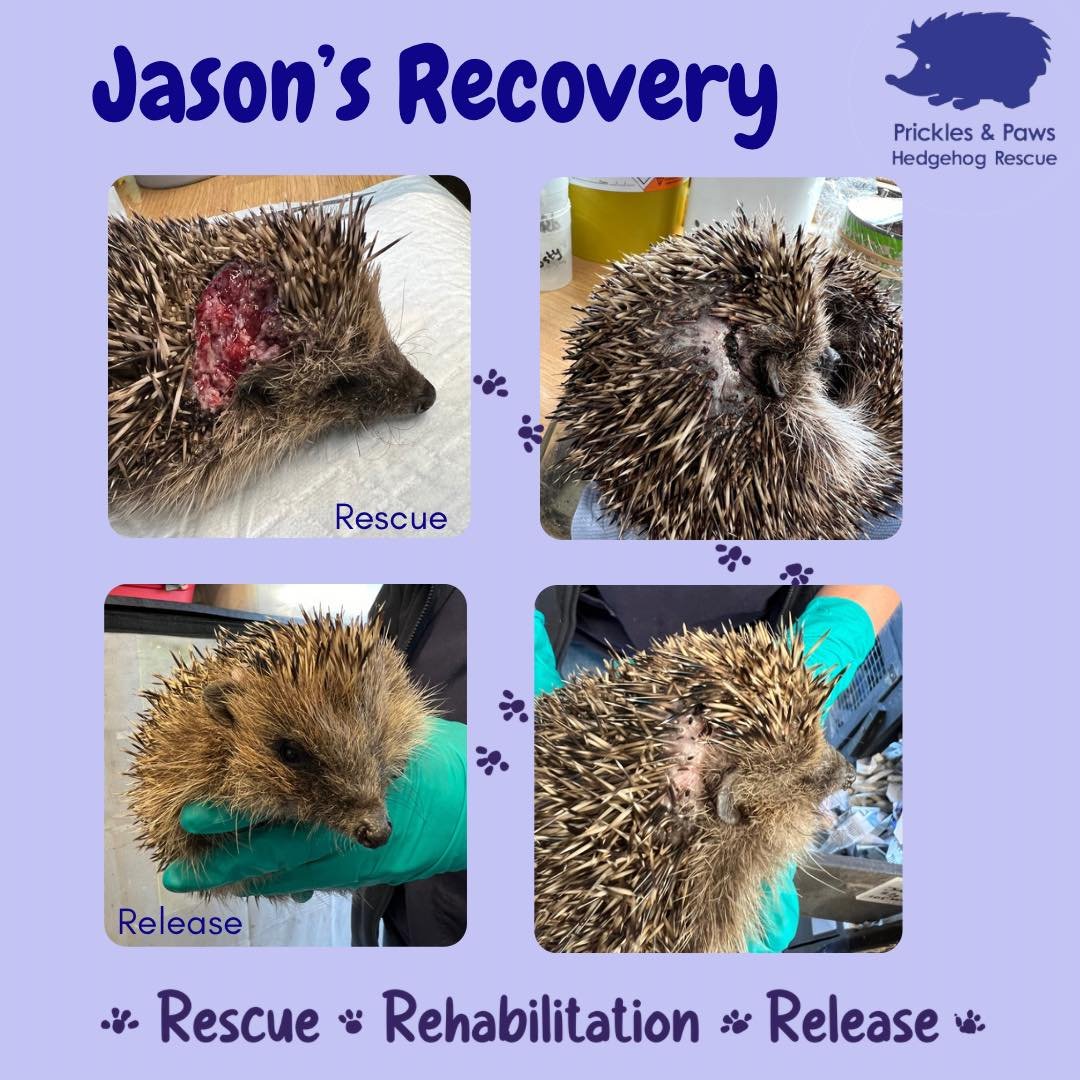 Back to the wild 🐾

Jason came into us on the 15th of March having been spotted on a trail camera with a nasty strimmer injury. He was incredibly lucky to be spotted and rescued! He has a deep and infected wound over the top of his head and behind h