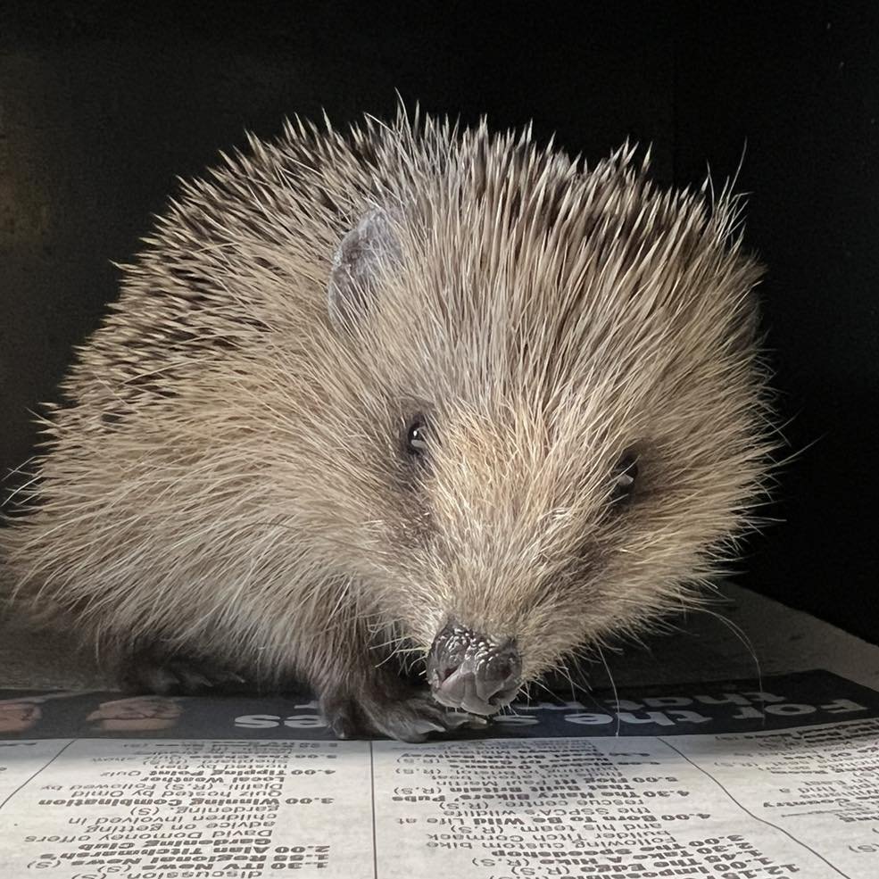 Happy weekend 🦔🐾

Brody here was found out during the daytime a couple of weeks ago, very dehydrated and with an abrasion on one foot. As a nocturnal animal any daytime activity is a cause for concern, so if you see a hedgehog out during the daytim