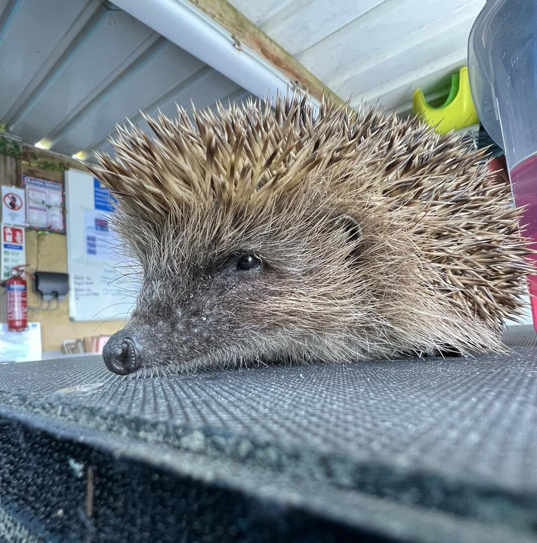 🐾⭐️ Release time ⭐️ 🐾

It&rsquo;s been a busy few days with lots of hedgehogs returning to the wild. 

🦔 First up is Harry who was a dog attack case, thankfully only minor injuries and a quick recovery
🦔 Leo from Luxstowe Vets in Liskeard was in 