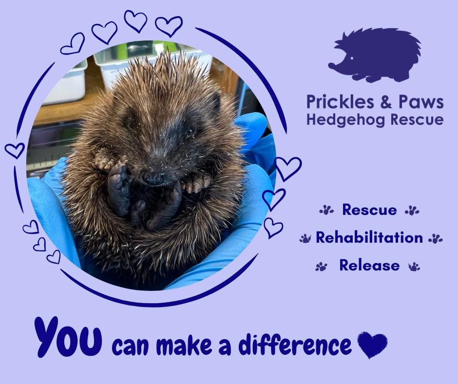 If you&rsquo;re passionate about animal welfare but want to support a small independent charity where you know your money will go so much further, then our monthly subscription service is a great low cost way to do this.

Prickle Planet provides you 