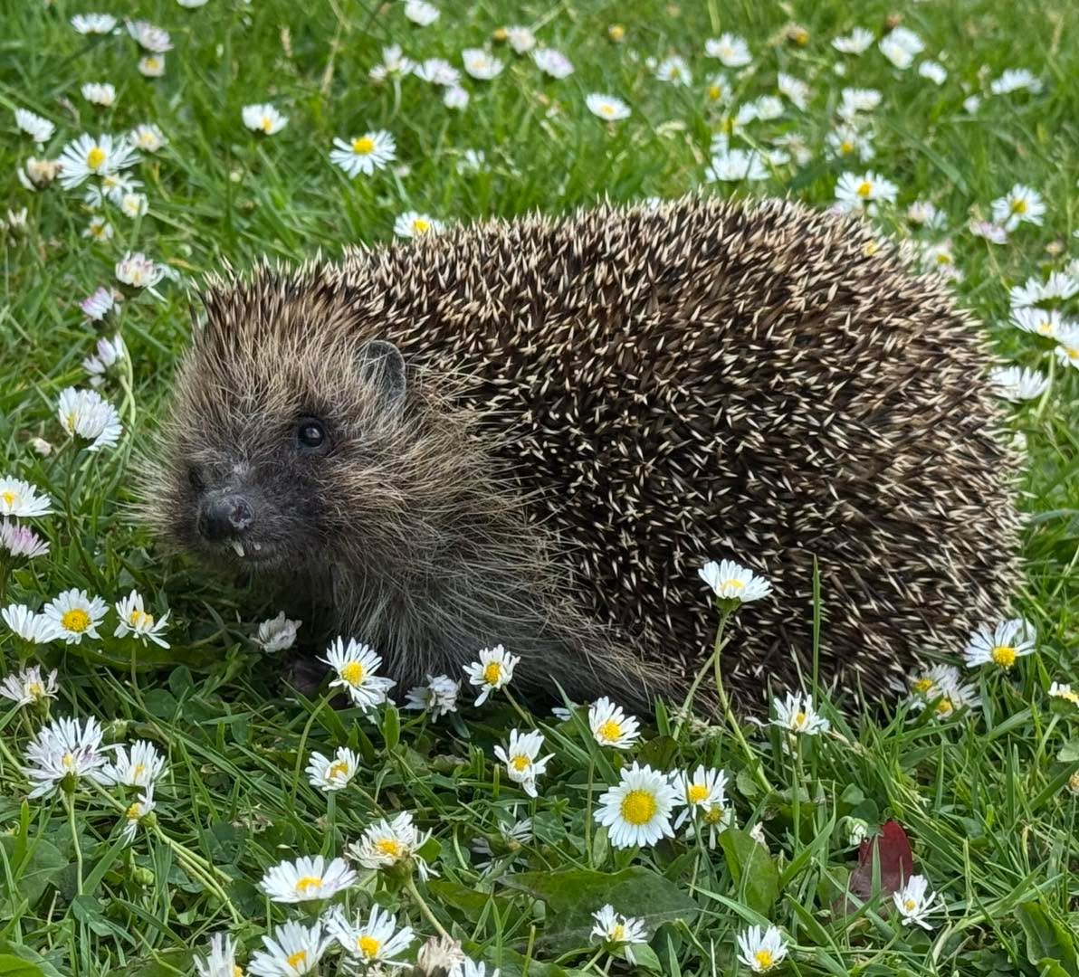 ⚠️ Cover post holes &amp; trenches 🦔⚠️

Igneous is back off to the wild! This gorgeous boy came into us 4 weeks ago after being found trapped in a post hole. He was very dehydrated and had worn his front claws to the point they had bled and then bec