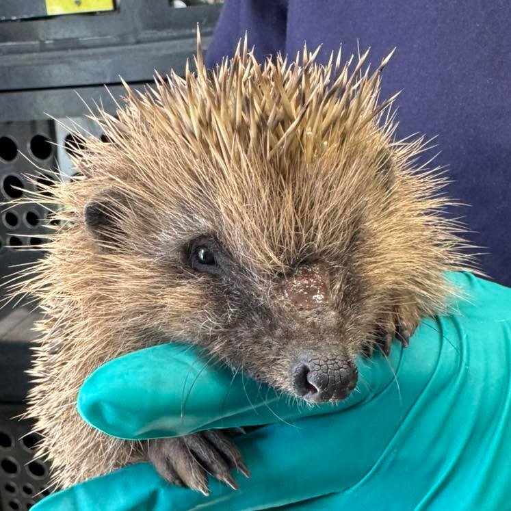 Release time for Pike (we are on a fish name theme in case you hadn&rsquo;t guessed)! 

This fellow had a rough time before being rescued, he was trapped in a concrete area and had become very dehydrated and weak. All his claws were worn and his toes