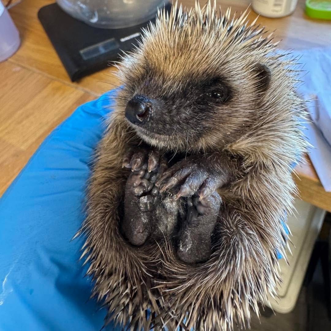 💚 Hoglet overload 💚

In the last 5 days we have had 40 admissions, taking us to over 70 hedgehogs and hoglets onsite! We currently 15 hoglets requiring regular hand feeds throughout the day. Hand rearing hoglets takes a lot of resources and time. 
