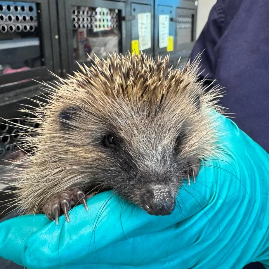 Rescue Update 🦔🐾

It&rsquo;s been a whirlwind few days &ndash; 26 admissions already this week (11 yesterday alone!) and more arriving today.

👉 If you find a hedgehog, don&rsquo;t wait &ndash; call us straight away for advice. Minutes matter and 