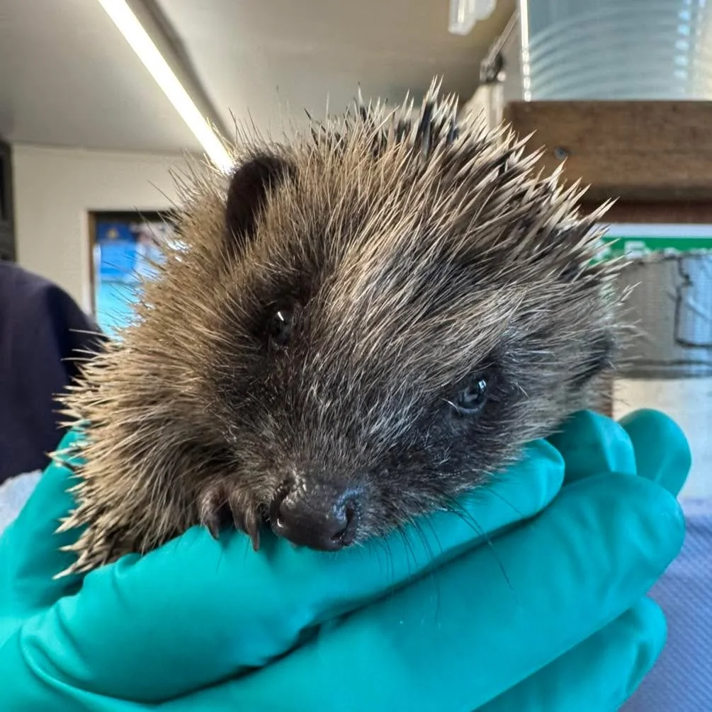 🦔💚 Meet Teddy, one of over 50 admissions this week! He is currently receiving intensive care as he battles pneumonia 🥺

He&rsquo;s got a long road ahead, but we&rsquo;re doing everything we can to help him pull through. Please keep your fingers (a