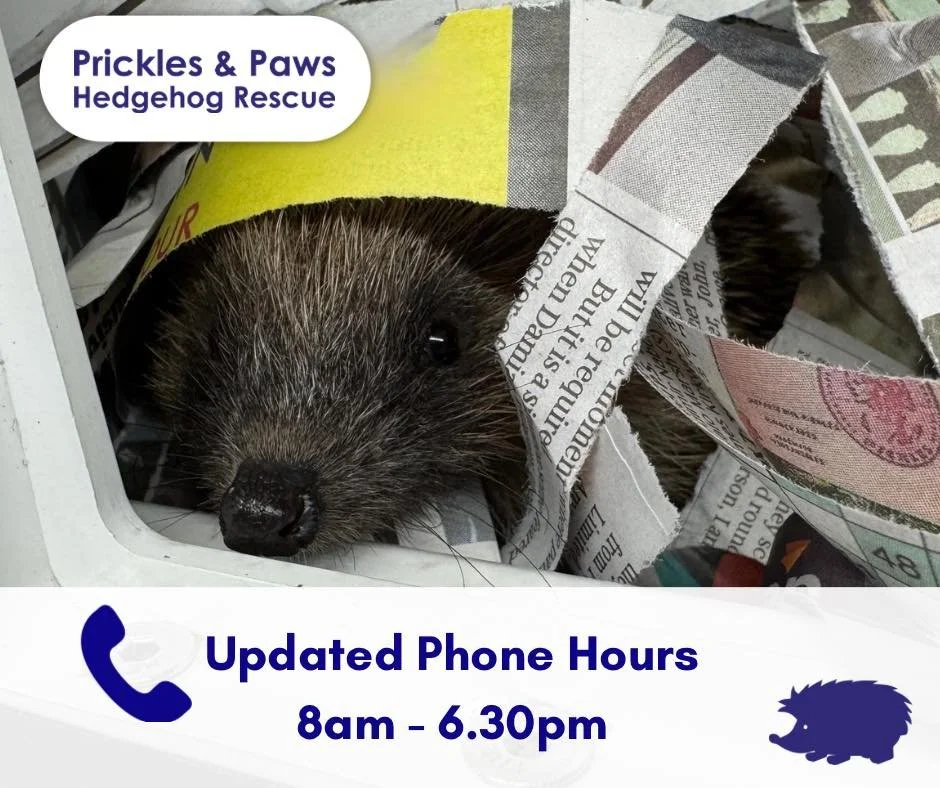 📞 Updated Phone Hours
Our phone line will now be open 8:00am &ndash; 6:30pm.

With the darker evenings drawing in, we&rsquo;re reducing our out-of-hours cover so our small team can rest and recharge.

If you find a hedgehog in need outside these hou