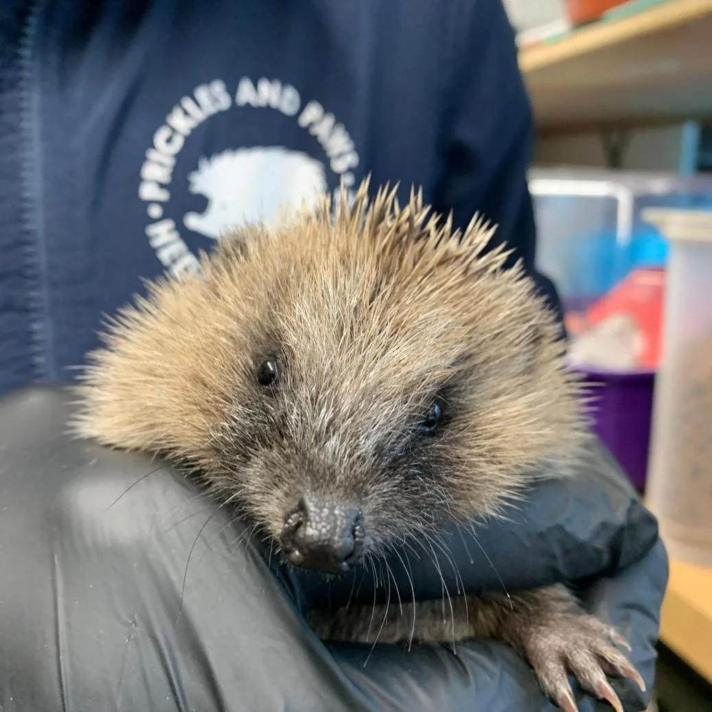 A busy start to October &mdash; 94 admissions in just 12 days! 💚🦔🐾

If you can help, we&rsquo;re in need of 1ml syringes, gloves, tinned food, and rehydration solution. Our wishlist is linked below. Thank you for keeping our prickly friends cared 