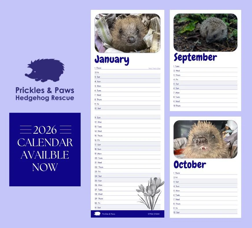 🦔 Our 2026 Calendar &amp; Christmas Cards are here! 🎄

Celebrate the seasons with adorable hedgehog moments. Each month of our calendar features a real Prickles &amp; Paws rescue.

💚 All proceeds go directly towards the care, rehabilitation &amp; 