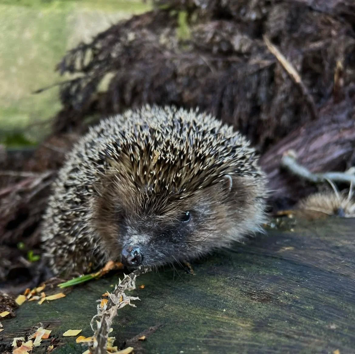 🌿 Hibernation in Cornwall is a long way off! 🌿

Our milder winters mean there&rsquo;s no need to weigh hedgehogs that are out at night and behaving normally. 🦔
In Cornwall, hibernation can be as late as February, and hedgehogs may even wake up dur