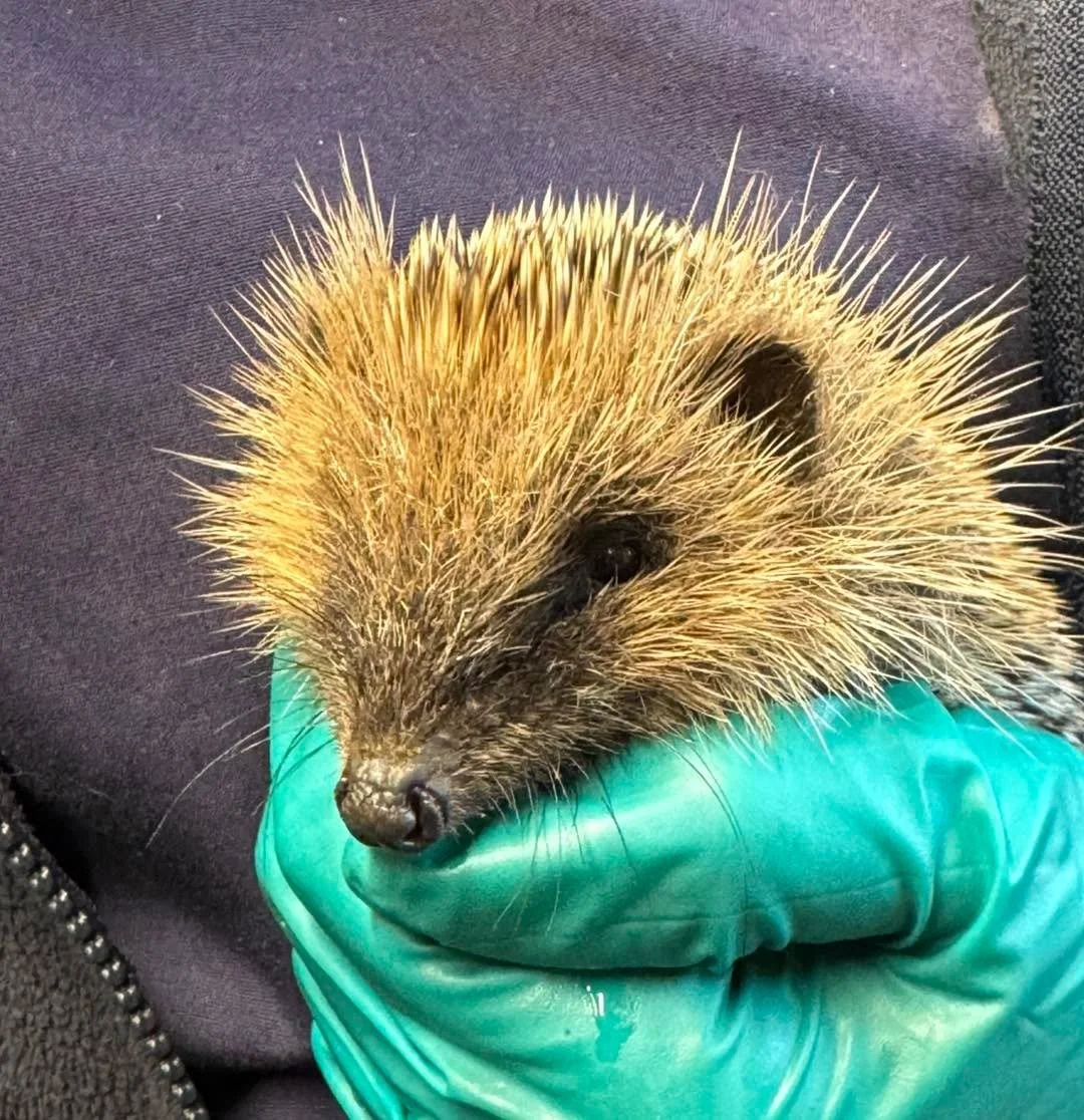 🐾 Busy Season for Hedgehog Rescues: When to Help and When to Let Them Be 🐾

We&rsquo;re currently very busy with new admissions and want to thank everyone for caring so much about our hedgehogs 💚

Every call we receive is triaged so we can offer t