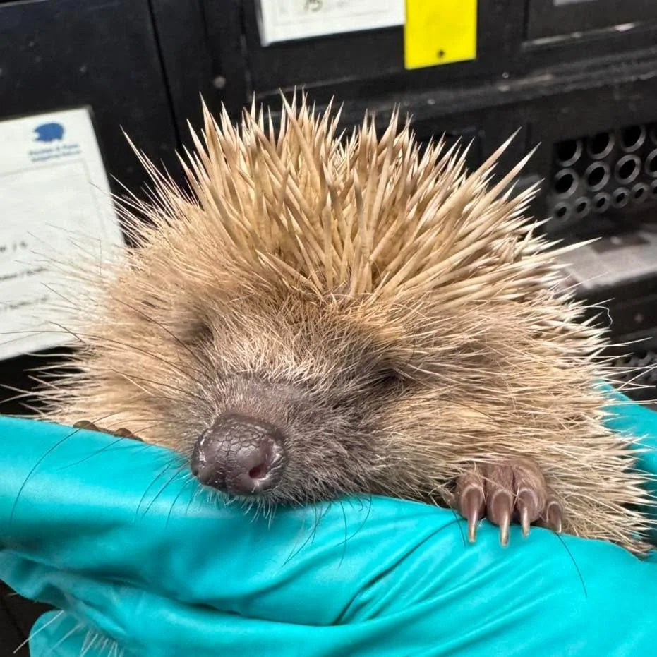 💔 Meet Dingo 💔
This little one is Dingo, a leucitic hedgehog &mdash; meaning he has a rare pale colouring caused by partial loss of pigmentation. Sadly, Dingo is very poorly and currently in our incubator receiving intensive care.

Our team is doin