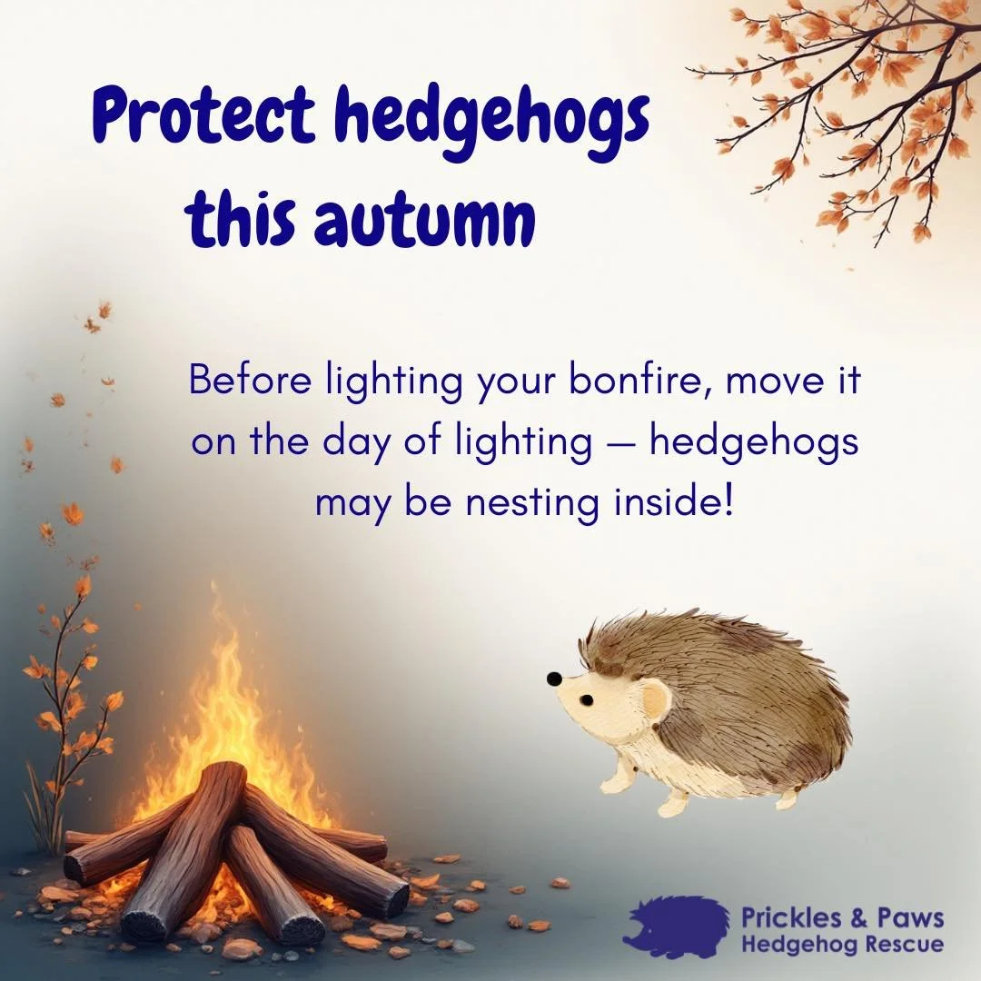 🔥🦔 Bonfire Night Reminder! 🦔🔥

Hedgehogs don&rsquo;t run from danger &mdash; their defence is to curl into a ball. That means a woodpile looks like a safe, cosy shelter to them.

👉 Please build or move your bonfire on the day you light it to mak
