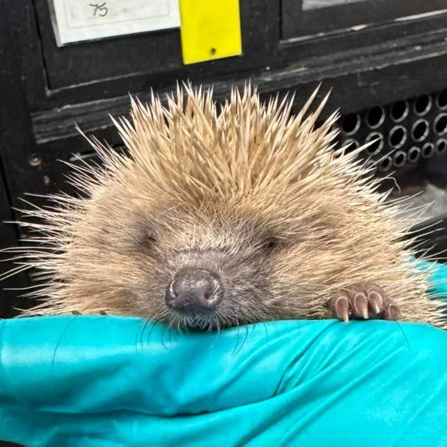 💔Not every story has a happy ending 💔

In rescue, we love to share the happy endings &mdash; the hedgehogs who make it, heal, and return to the wild. But sadly, not every hedgehog journey ends as we would like. 

Despite all our efforts, we weren&r