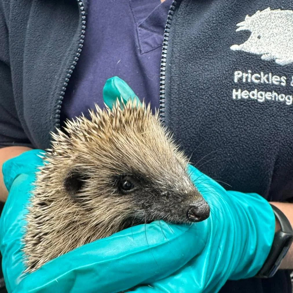 🦔 CAN YOU HELP US RESTOCK after a Record-Breaking October 🦔

October was our busiest month of the year, with 210 hedgehogs admitted &mdash; our second busiest month on record! It&rsquo;s been a whirlwind of rescues, treatments, and prickly patients