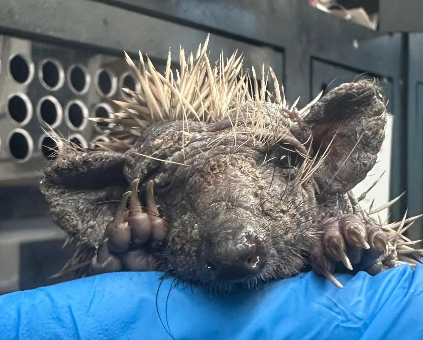 Meet Lorikeet 👋 

She came into us through a local veterinary practice after being found out in the daytime &mdash; never a good sign for a nocturnal animal! Sadly, poor Lorikeet is suffering from severe ringworm and skin mites. 💔

Ringworm is a fu